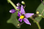 Climbing nightshade